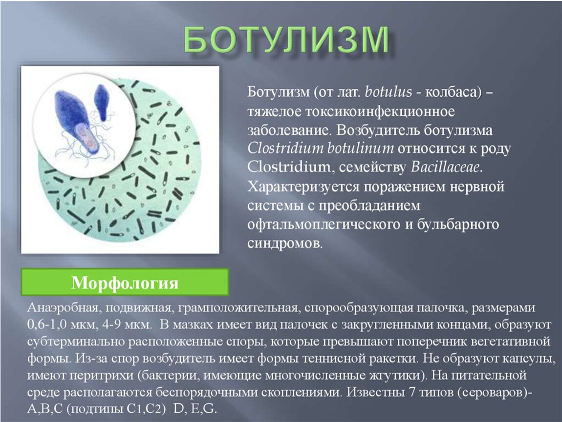 Ботулизм массовое отравление. Ботулинические бациллы. Возбудители ботулизма биология 8 класс. Ботулизм бактерия возбудитель. Ботулизм локализация возбудителя.